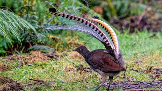 Lyrebird Sounds Lyrebird Making Unique Sound Wildlife  Birds birds wildlife lyrebird sound [upl. by Reffotsirk780]