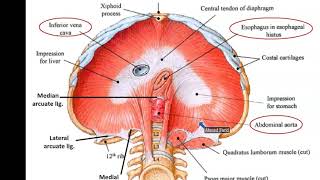 Diaphragm and Mechanism of Respiration  Dr Ahmed Farid [upl. by Annairda76]