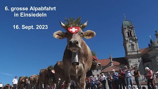 6 grosse Alpabfahrt in Einsiedeln 16 Sept 2023 Cow bells in Swiss Alps [upl. by Tommie]