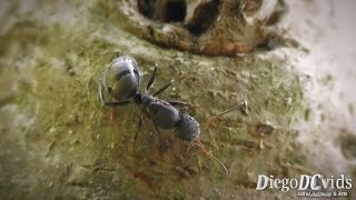 Camponotus  Carpenter ants Formicidae  Camponotini formigadecupim [upl. by Itsur]