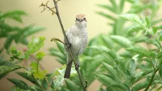 Red backed Shrike Grauwe klauwier Wierdense veld The Netherlands Luuk Punt 240725 3 [upl. by Tiny]