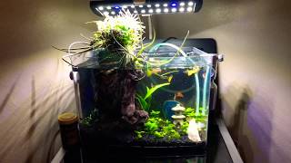 Easy 3 Gallon Nano Guppy Aquscape Aquarium [upl. by Lukey695]