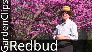 Redbud  Eastern Redbud  Cercis canadensis  How to grow Redbud  redbud [upl. by Taub]