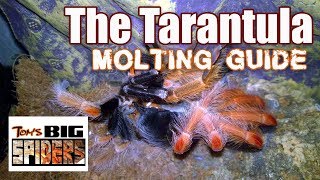 Tarantula Molting Guide  Signs of Premolt [upl. by Jenette]