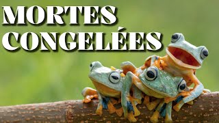 Les DÉRIVES de la PHOTO ANIMALIÈRE [upl. by Arait]