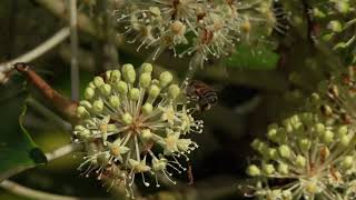 Fatsia flowers popular with insects [upl. by Eddy]