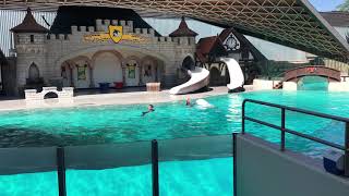 MarineLand Canada Full Dolphin Show Summer 2017 Niagara Falls [upl. by Eldred274]