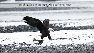 Bald eagles eating salmon at the river  Haines Alaska [upl. by Haym271]