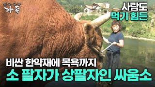 다큐 ‘가족’ 40회 3부 사람도 먹기 힘든 비싼 한약재에 목욕까지 소 팔자가 상팔자인 싸움소 [upl. by Donal775]