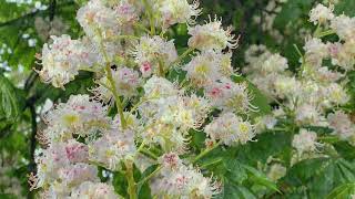 Fiori di Bach  White Chestnut  Ippocastano Bianco Aesculus Ippocastanum L [upl. by Aerdnuahs]