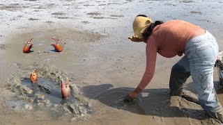 Unique Fishing  Catching A Lot Of Huge Mud Crabs at Swamp after Water Low Tide [upl. by Noe]