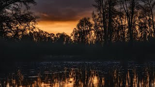 Relaxing Sleep Sounds Swamp Sounds At Night  Frogs Crickets Nature Sounds  Night Sounds [upl. by Enelyar366]