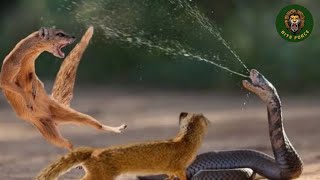 Mongoose vs Snake Fight to The Death  Snake vs Mongoose [upl. by Tlevesoor]