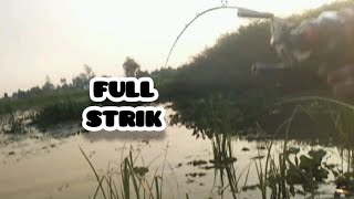 FULL STRIK Berburu ikan gabus di spot Amuntai Kalimantan selatan [upl. by Hwang]