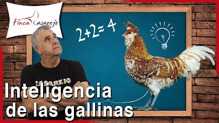 ¿Son inteligentes las gallinas🧠👩‍🏫 [upl. by Eimiaj]