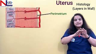 Uterus  Female internal genital organ  Nursing Lecture [upl. by Nella702]