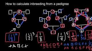 How to calculate inbreeding from a pedigree chart [upl. by Pero434]