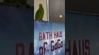 Loro cantando pajaros birds loros ladygaga [upl. by Glasgo]