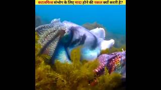 Why Do Cuttlefish Mimic Females For Mating [upl. by Aronid263]