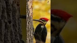 Pileated Woodpecker Pecking Wood वुडपैकर पक्षी की खासियत facts sciencefactsinhindi हिंदीfacts [upl. by Rusticus]