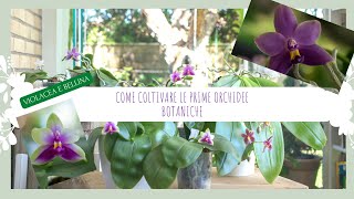 come curare e far rifiorire le orchidee botaniche phalaenopsis violacea e bellina per principianti [upl. by Areikahs]