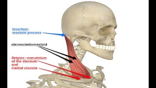 Two Minutes of Anatomy Sternocleidomastoid SCM Muscle [upl. by Acyre858]