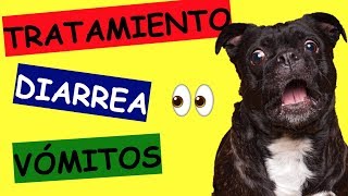 TRATAMIENTO PARA DIARREA Y VOMITO AMARILLO EN PERROS [upl. by Yma]