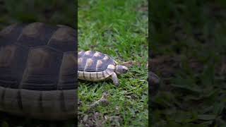 Marginated tortoise Testudo marginata [upl. by Nnylharas]