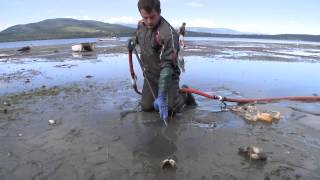 Farm raised Geoduck clams beach harvesting during low tide from Discovery Bay Washington [upl. by Jarrod]