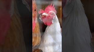 Adorable Rooster Crowing Sounds  Amazing Rooster Crowing Loudly  shorts🐓💕 [upl. by Slifka742]