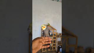 Cute Young Learner 😍 cockatielscraze [upl. by Attenad870]