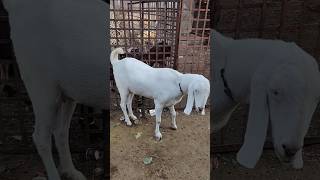 Ghazipur Bakra Mandi 19102024 sojat bakri behtareen goat farming goat farm [upl. by Chapa28]