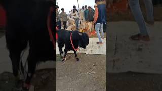 dewas bakra mandi 2024 full video coming soon [upl. by Leila]