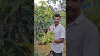 mango anthracnose disease solved trending fruiting tropicalfruit fruit mangofruit disease [upl. by Khai]