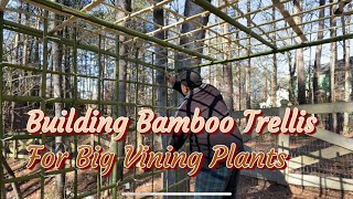 How To Build A Big Bamboo Trellis For Vining Plants [upl. by Tacy527]