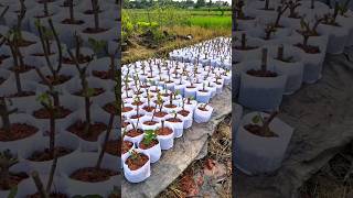 How to propagate guava treeguava propagation guavatree shorts viralshorts youtubeshorts [upl. by Aziaf]