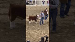 Champions crowns in Hereford competition at 2024 National Western Stock Show in Denver nwss [upl. by Leuams339]