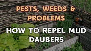 How to Repel Mud Daubers [upl. by Xonel]