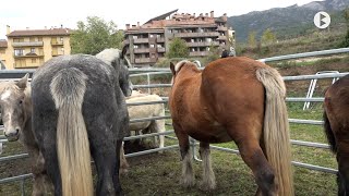 Bagà Fira de Tots Sants 2024 [upl. by Areyk332]