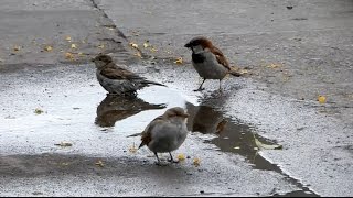 Le moineau Passereau  Le petit piaf [upl. by Evie]