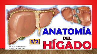 🥇 Anatomía del HÍGADO 12 Fácil y Sencillo [upl. by Zere]