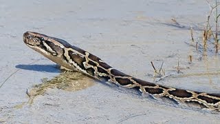 Pythons at Alligator Pond 04  Dangerous Animals in Florida  Time Lapse x2 [upl. by Ohara]