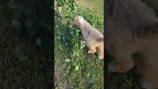 My Bernedoodle puppy decided to help pull some tree limbs [upl. by Webster]