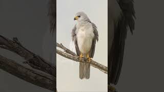 Slideshow Australian Birds of Prey birds birdphotography australianbirds birdsofprey birding [upl. by Carleton]