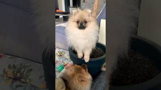 We have growing Pomeranian Spitz 🐶😆 pomeranianpuppies pomeranian [upl. by Rye508]