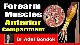 How Do You Remember Every Muscle in the Forearm Anterior Compartment Dr Adel Bondok [upl. by Ylrrad]