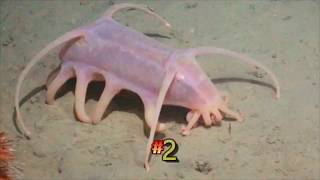 25 WEIRDEST ANIMALS ON EARTH YOU WONT BELIEVE EXIST [upl. by Ellecrag682]