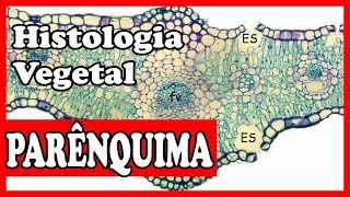 Parênquima esclerênquima e colênquima Histologia vegetal tecidos vegetais aula 2 [upl. by Aivuy]