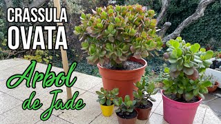 CRASSULA OVATA  Arbol de Jade 🌳 [upl. by Sauder389]