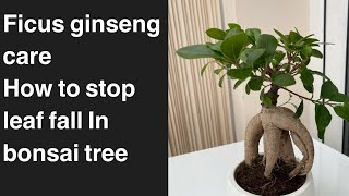 Bonsai Ficus Ginseng care how to stop leaf fall and how to water them [upl. by Aneris]